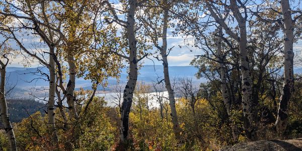 Sunlit forest with birch trees overlooking a shimmering lake and distant mountains.