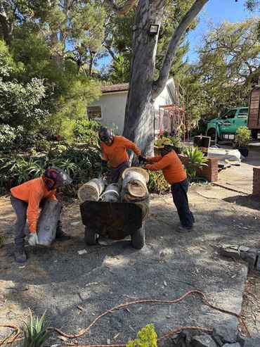 Crew in orange shirts loading cut logs into a wheelbarrow in Orange County
