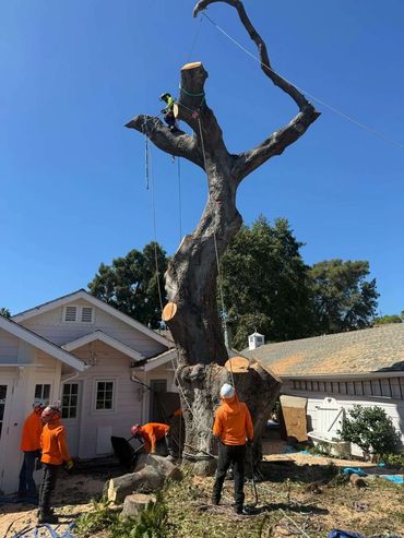 Arborist high in a bare tree trunk above crew members near a house in Orange County