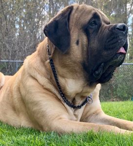 Calm dog, dog training, Five Rings Dog Training, South Shore dog training