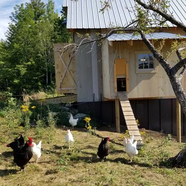 chicken coop and chickens on the farm