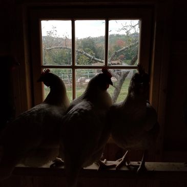 chickens on the roost