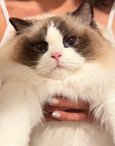 Close-up of a fluffy, blue-eyed seal bicolor Ragdoll cat with a pink nose from Fancyfluff Ragdolls near the Bay Area.
