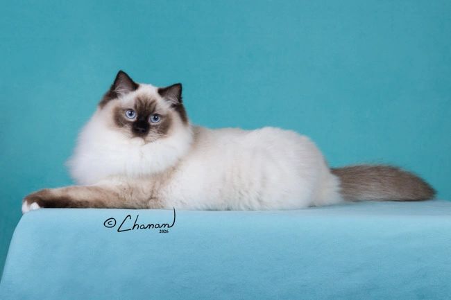 Fluffy Ragdoll cat with striking blue eyes lies against a turquoise backdrop.