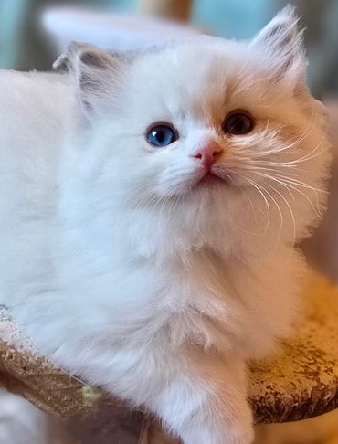 Blue lynx bicolor female Ragdoll