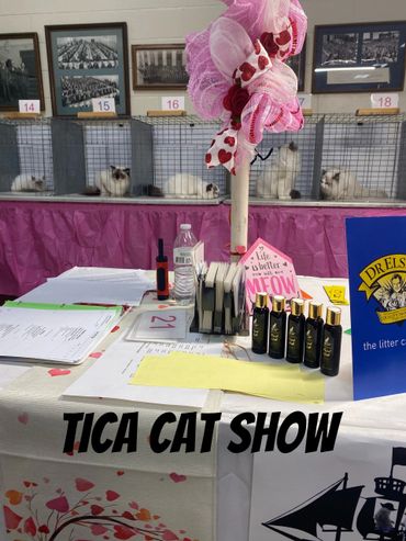 TICA cat show (Fancyfluff kitten is #16)