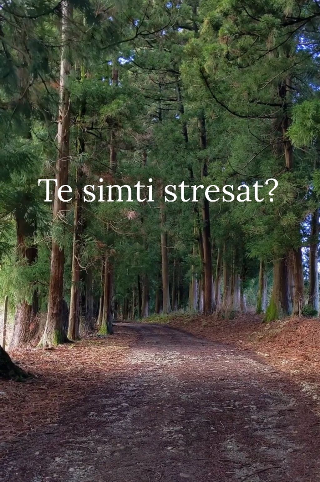 Exemplu reel social media – Terapie cu Lavinia, promovare psihoterapie Ineu Arad România