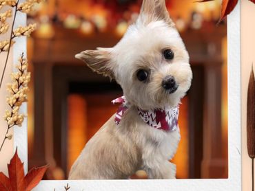 Pet Grooming, Dog Grooming, Yorkie, Puppy, Yorkshire Terrier