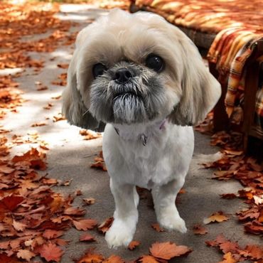 Pet Grooming, Dog Grooming, Shih Tzu
