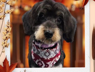 Pet Grooming, Dog Grooming