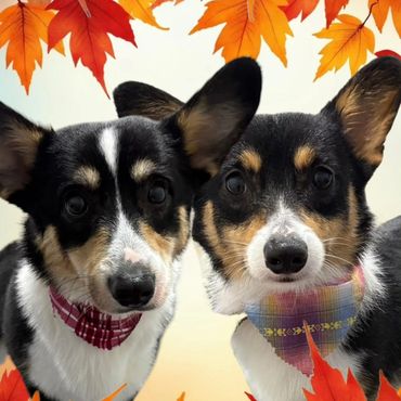 Pet Grooming, Dog Grooming, Corgi