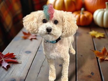 Pet Grooming, Dog Grooming, Poodle