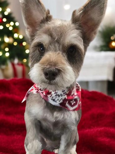 Pet Grooming, Dog Grooming, Schnauzer, Clean cut