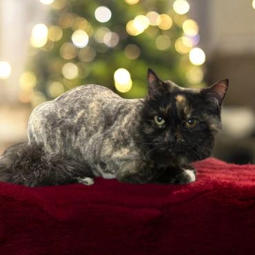 Pet Grooming, Cat Grooming