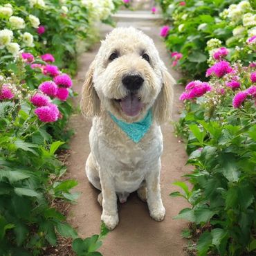 Pet Grooming, Dog Grooming, Doodle, Poodle, Teddy Bear Cut