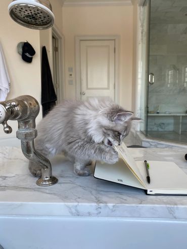 Image of a blue lynx ragdoll kitten for sale in Kansas by breeder Rusts ragdolls