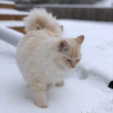 Image of flame ragdoll cat in United States.