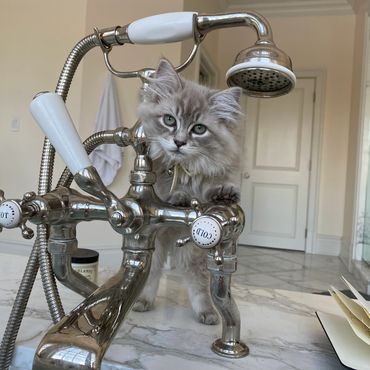 Blue lynx sepia ragdoll kitten with big eyes.