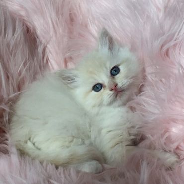 Image of a red ragdoll kitten on a blanket,