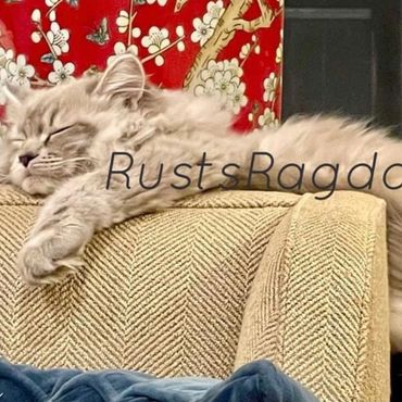 Blue sepia lynx ragdoll cat on a couch.