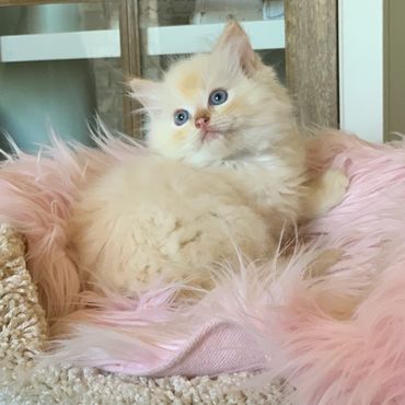 Image of flame ragdoll cat on a pink blanket.