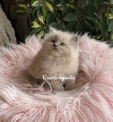 Image of a blue sepia ragdoll kitten for sale