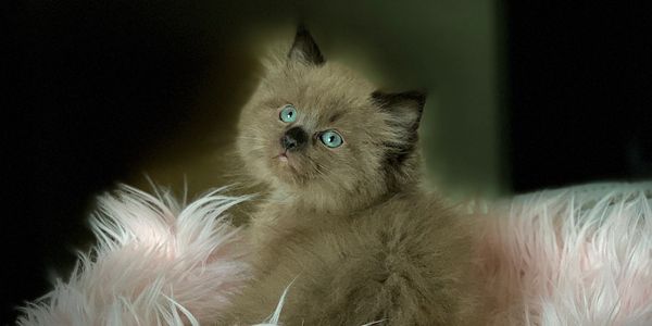 brown ragdoll kittens