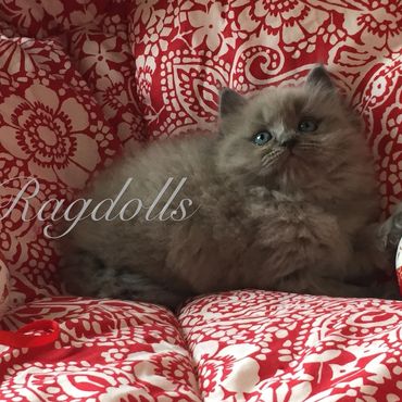 Seal Pointed Sepia Ragdoll Kittens