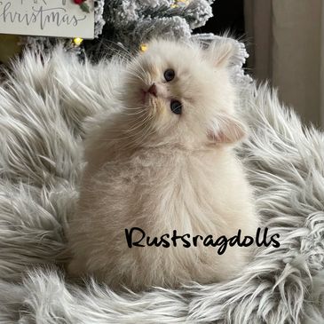 Image of a lilac sepia ragdoll kitten for sale at Rust's Ragdolls in Hutchinson, Kansas.