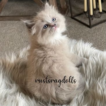 Ragdoll catteries, ragdoll cats for sale, Ragdoll kittens,  Ragdoll kittens in Iowa, cute kittens, 