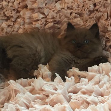 Seal Pointed Sepia Ragdoll Kittens