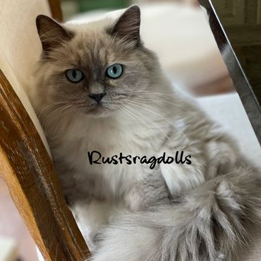 Image of a blue mink tortie ragdoll kitten for sale near Kansas City.