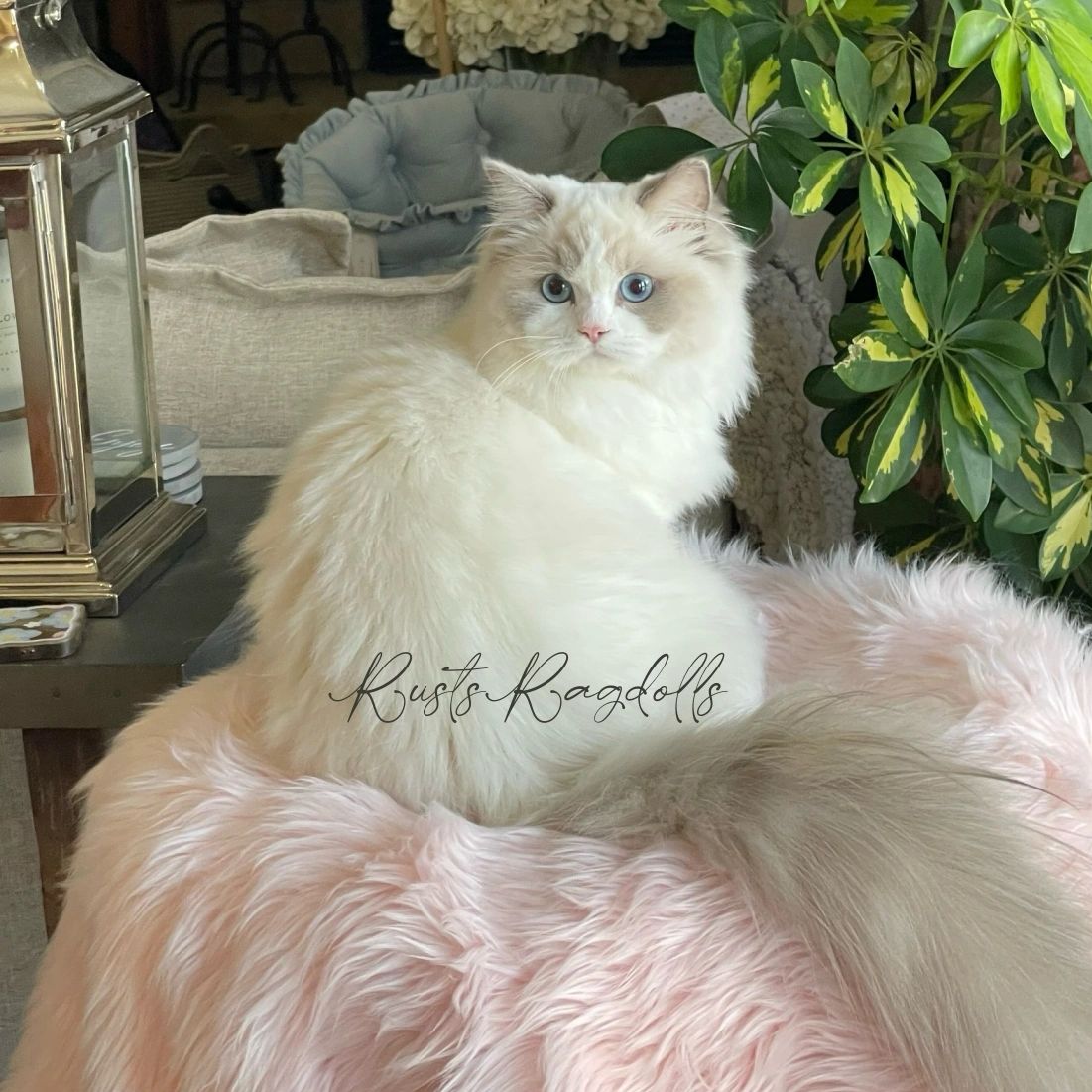 Image of blue bicolor ragdoll cat, TICA registered ragdoll cattery.