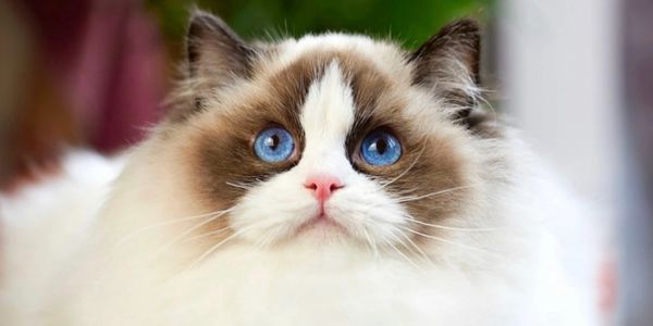 Seal Bicolor Ragdoll Kitten