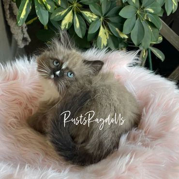 image of a brown ragdoll kitten for sale