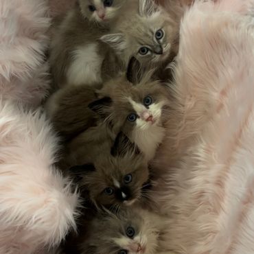 image of brown ragdoll kittens for sale
