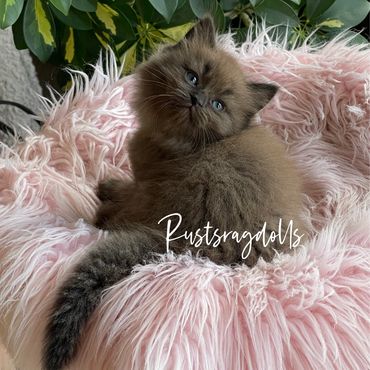 Seal Pointed Sepia Ragdoll Kittens