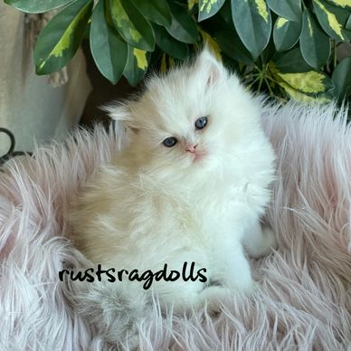 Image of lilac mink ragdoll kitten at RustsRagdolls.