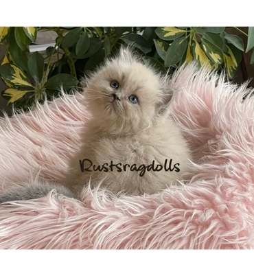 Image of a blue sepia ragdoll kitten for sale