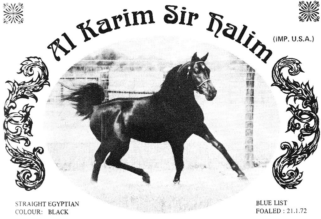 image of Al Karim Sir Halima Arabian Horse