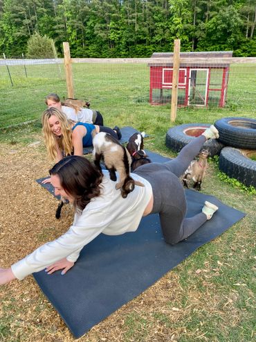 Goat Yoga