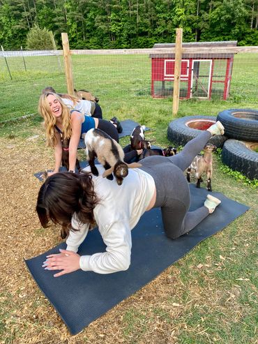 Goat Yoga