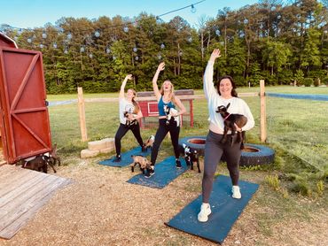 Goat Yoga