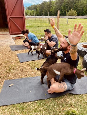 Goat Yoga