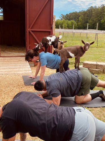 Goat Yoga