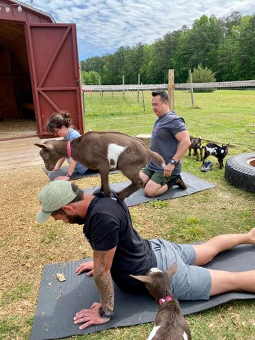 Goat Yoga
