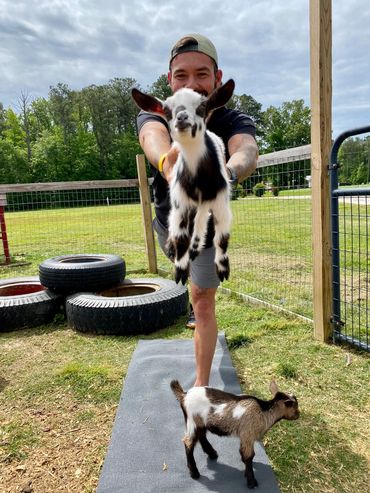 Goat Yoga