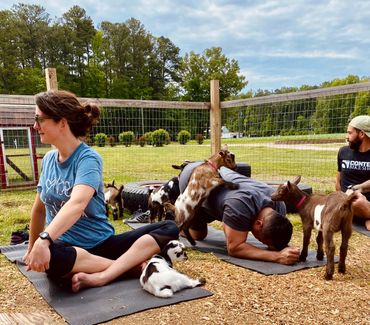 Goat Yoga