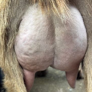 Topaz’s ff udder at a 12 hour fill 4 months fresh