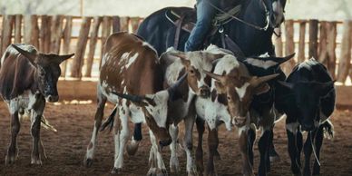 work cattle horseback at our cowboy school, teaching ranching, hunting and working cowboy skills